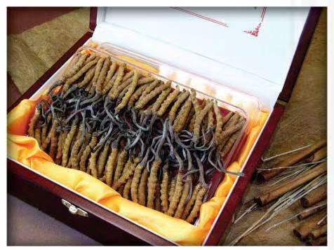 上思冬虫夏草回收